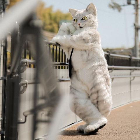 ときには街をお散歩することも。「愛媛県松山市の魅力は気候がいいところ。そして、海の幸がとにかくおいしいところ」と源田さん
画像提供：坂の上の猫