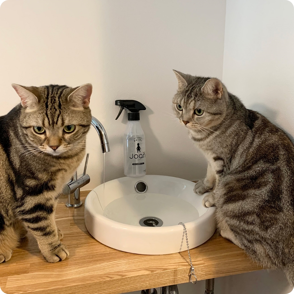 猫用の水道に集まる2匹。