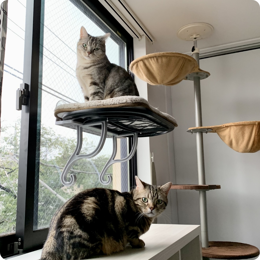 Kさんの部屋の窓辺。キャットタワーを設置し、猫たちの憩いのスペース。窓に取り付けた猫用ベッドは吸盤と脚がついており丈夫。
              