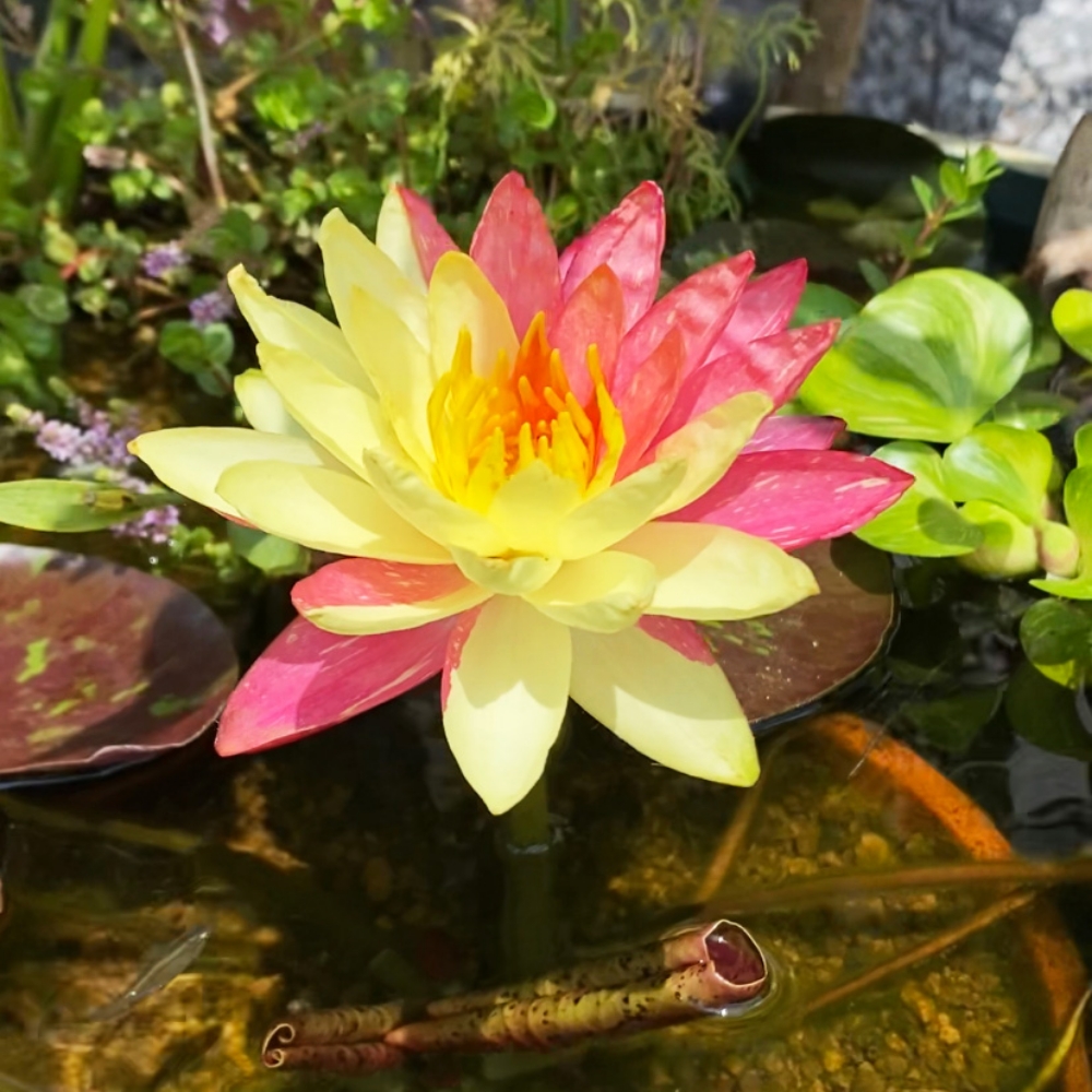 ワンビサという睡蓮は、時には「キメラ」と呼ばれるツートンカラーになることも。睡蓮の花を咲かせるには、陽の光と肥料が大切です。