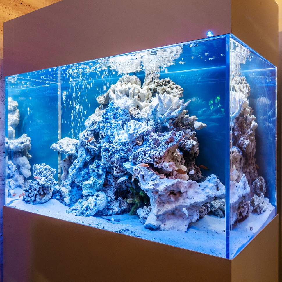 幅 75 ㎝の置き型水槽。海水魚の水槽のように見えますが、実はシクリッドという淡水魚に白砂・サンゴ岩と青いライトを合わせて海のイメージでデザインしています。小ぶりな装置でも海気分を楽しめる提案例です。