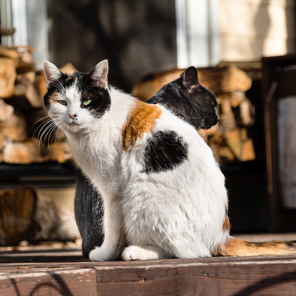 デッキに外猫の“みけこちゃん”と“アンちゃん”が。外にもフード、爪とぎ、ダンボール箱、木箱などを置いています。
