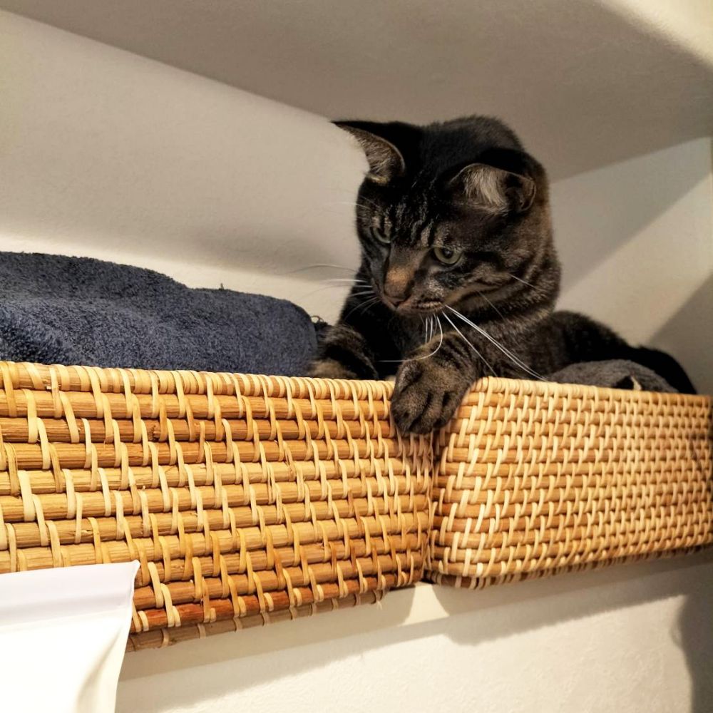洗面所のニッチのタオル置き場も、すっかり猫ベッド化？ 人見知りの2匹にとって、落ち着ける場所の1つです。
