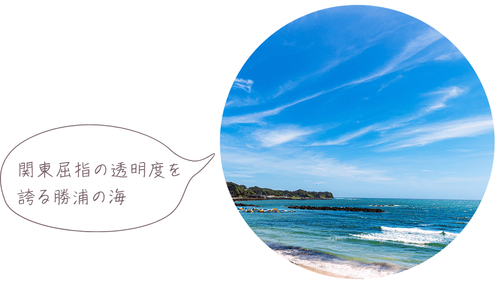 関東屈指の透明度を誇る勝浦の海