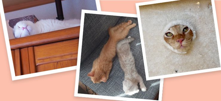 愛猫フォトコン