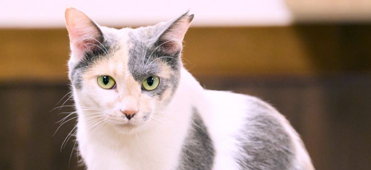 いま住みたい街