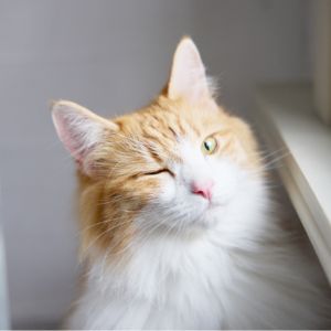 お部屋の実例紹介