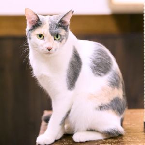 いま住みたい街