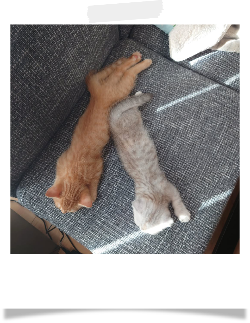 お気に入りスペース：ソファの上