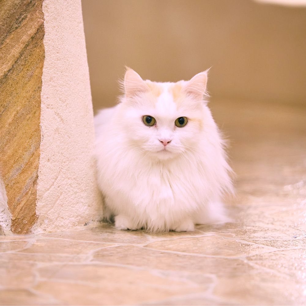 てまりのおしろ