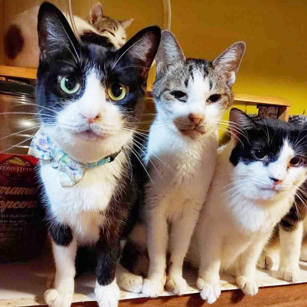 ねこハウス Temple Cat