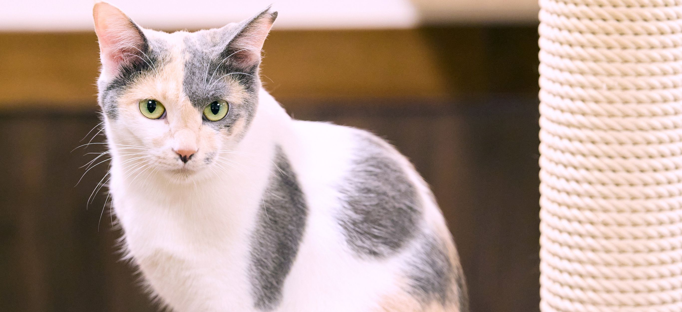 猫と暮らしたくなる街 吉祥寺、熱海