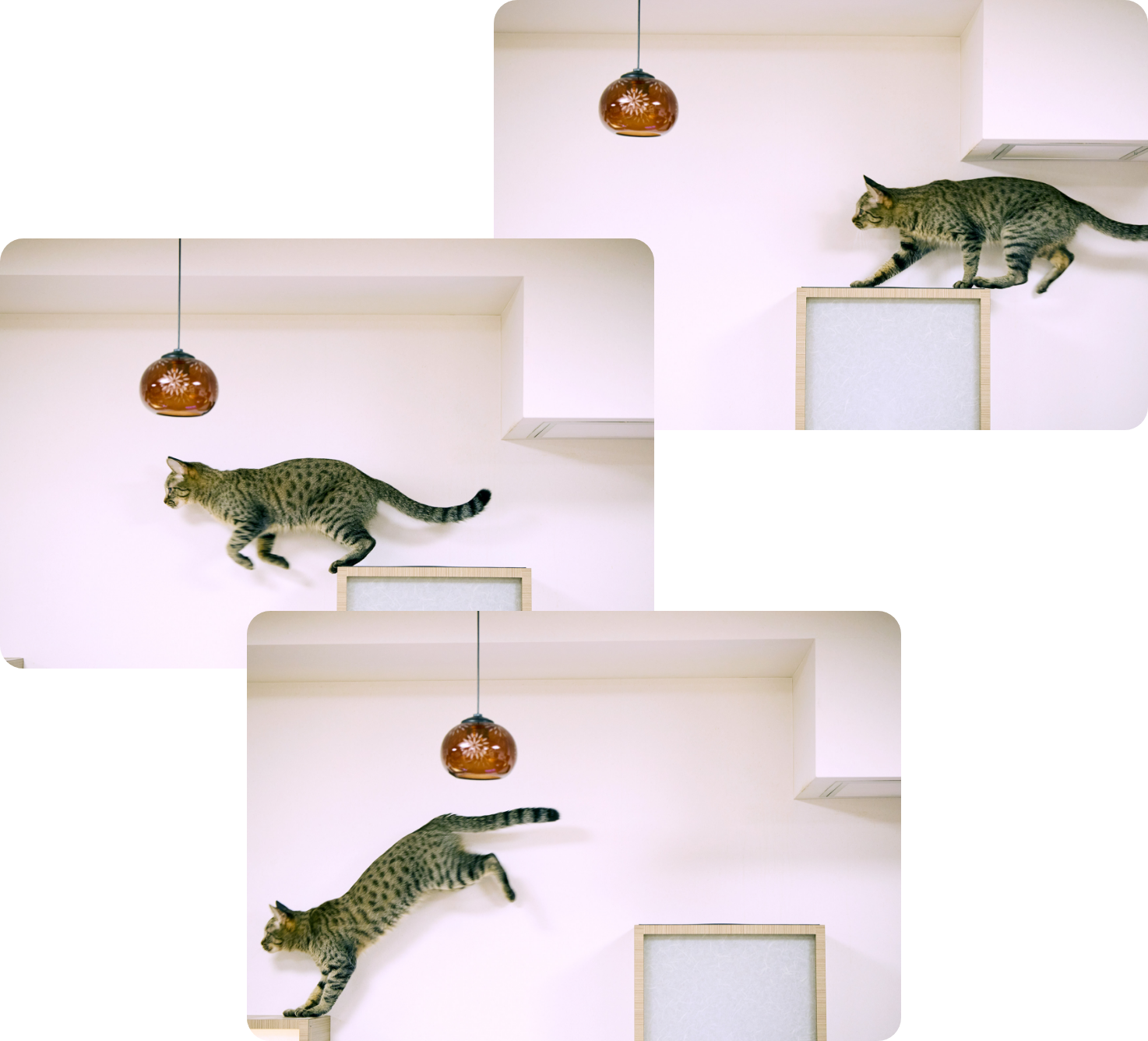 保護猫カフェきゃりこ