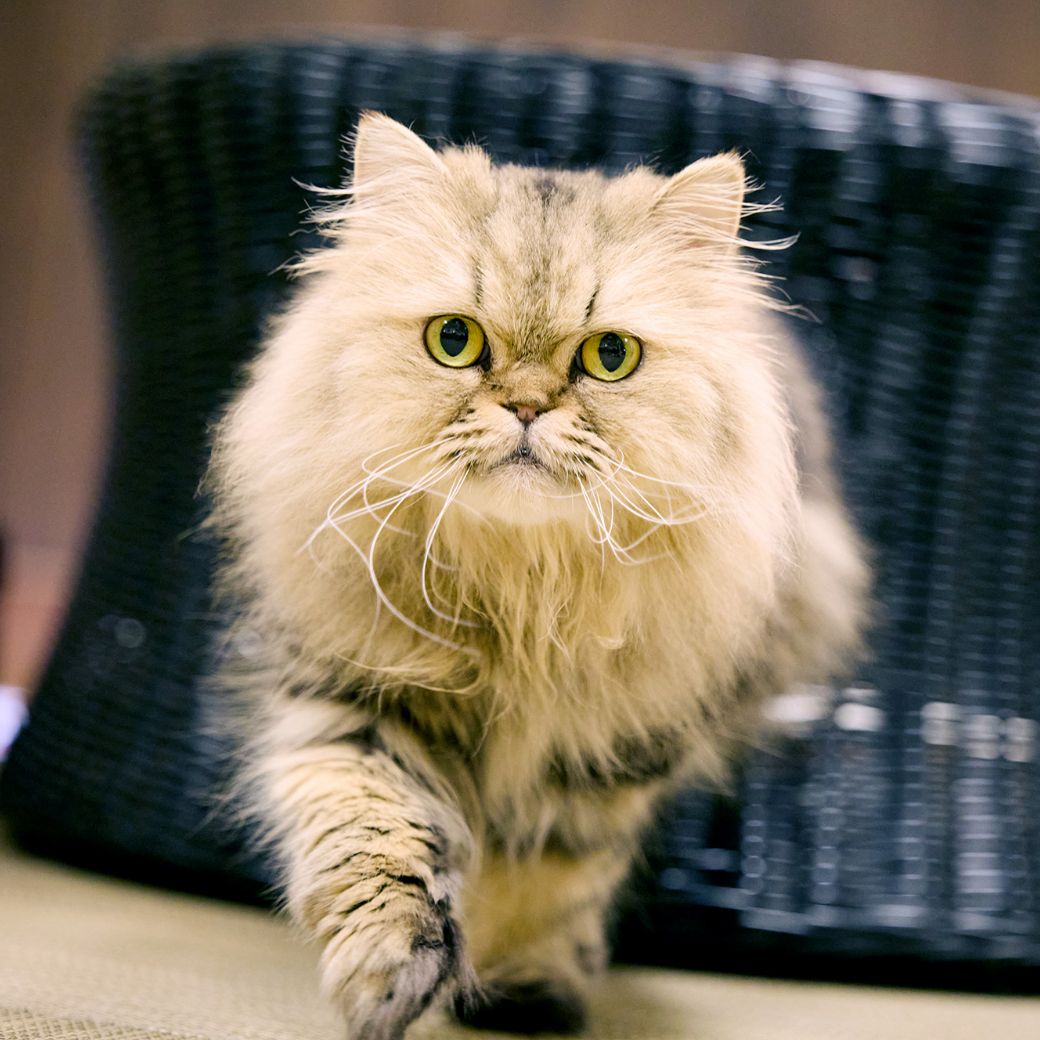 常時25匹以上の保護猫が在籍していて、新たな家族が決まると卒業していく