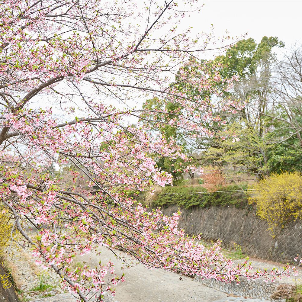 国営昭和記念公園