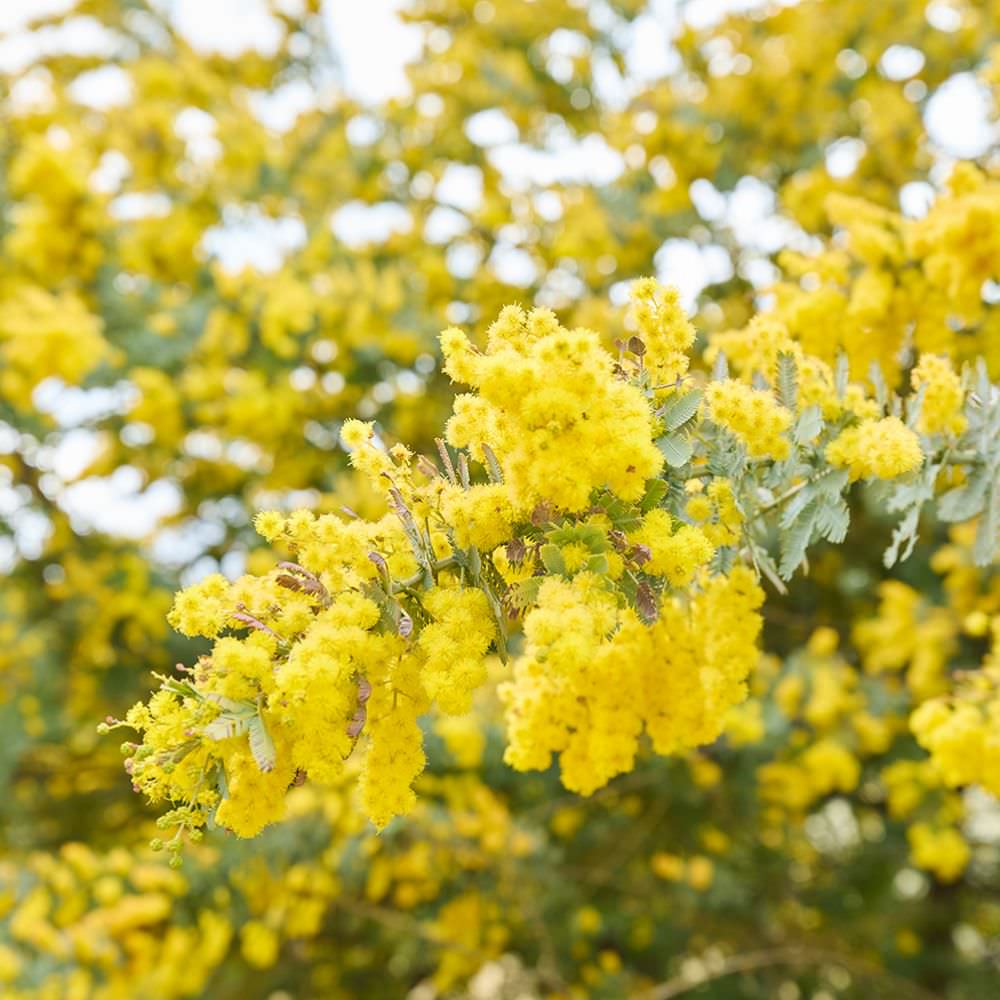 国営昭和記念公園