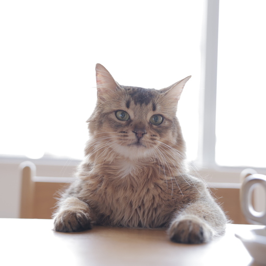 “猫派”の私の住まい方