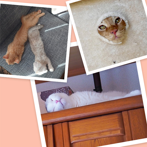 愛猫フォトコン2026結果発表！ お気に入りの場所でくつろぐ猫がいっぱい