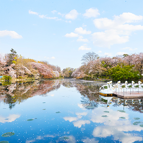 人気の吉祥寺は猫の街？ 住みやすさと猫と出会えるスポットを紹介