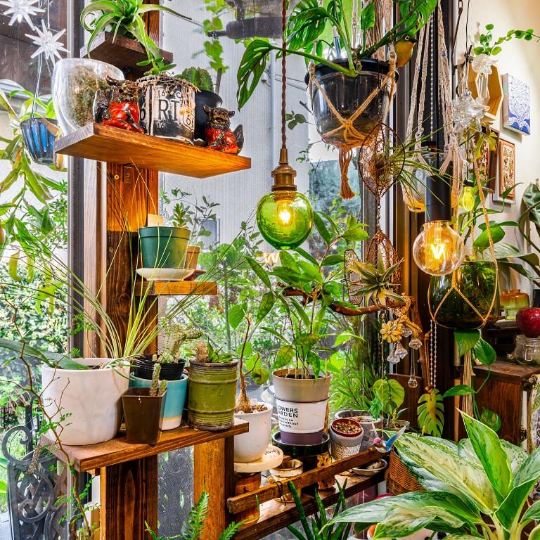 ようこそ！ おうちの中の緑の世界へ 植物いっぱいのお部屋実例を紹介