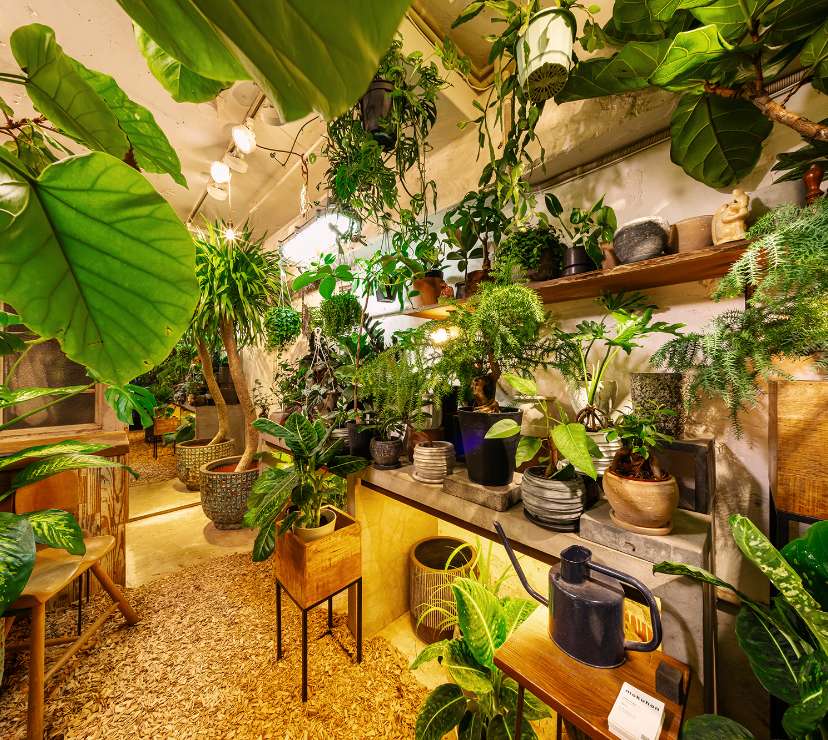 インドアグリーンの取り入れ方＆おすすめ植物Top3｜暮らしスタイル