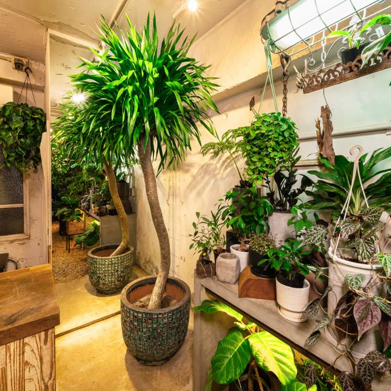 インドアグリーンの取り入れ方＆おすすめ植物Top3｜暮らしスタイル