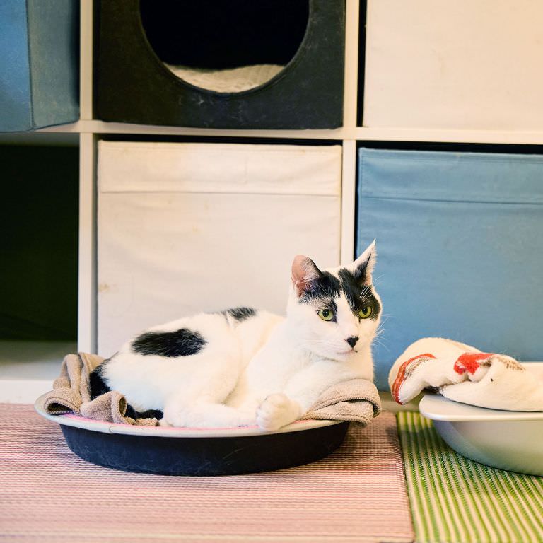 猫と触れ合える街と島を紹介。三軒茶屋、田代島、真鍋島を紹介｜暮らし
