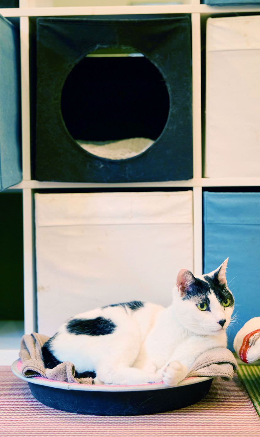 猫と触れ合える街と島を紹介。三軒茶屋、田代島、真鍋島を紹介｜暮らし