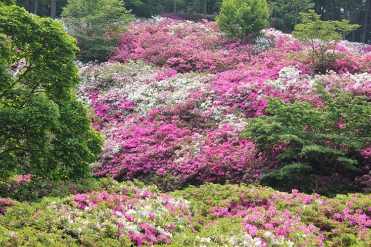 庭一面に咲き誇る三室戸寺のツツジ。まるで花の壁のようで圧巻