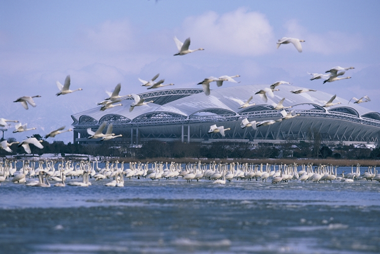 鳥屋野潟と白鳥
©新潟観光コンベンション協会