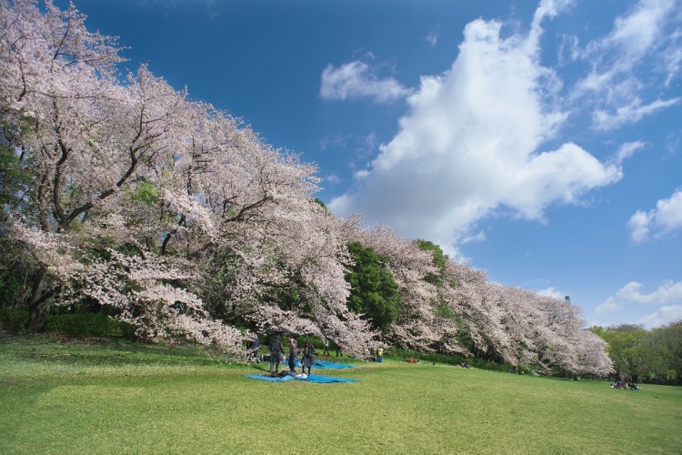 写真提供：公益財団法人東京都公園協会