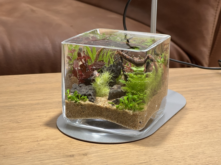 小さなボトル内に流木や水草を配置したボトルアクアリウム
aquarium：Syuichirou Suzuki（SENSUOUS）