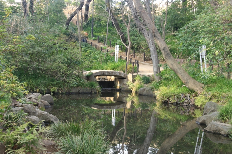 おとめ山公園の園内には池がたくさんある