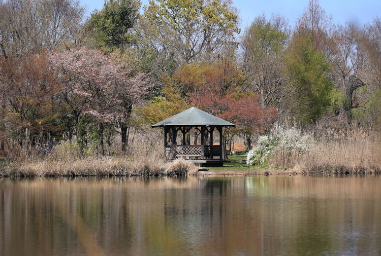 見沼自然公園の修景池