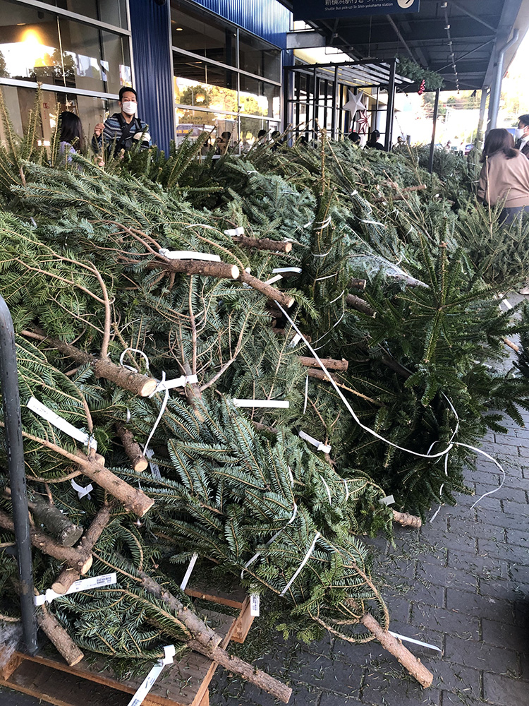 生モミの木のツリーでおうちクリスマス 自腹レビュー マドリーム