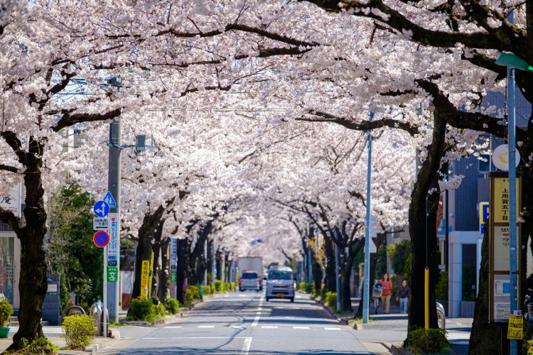 用賀の住宅街にある桜並木
