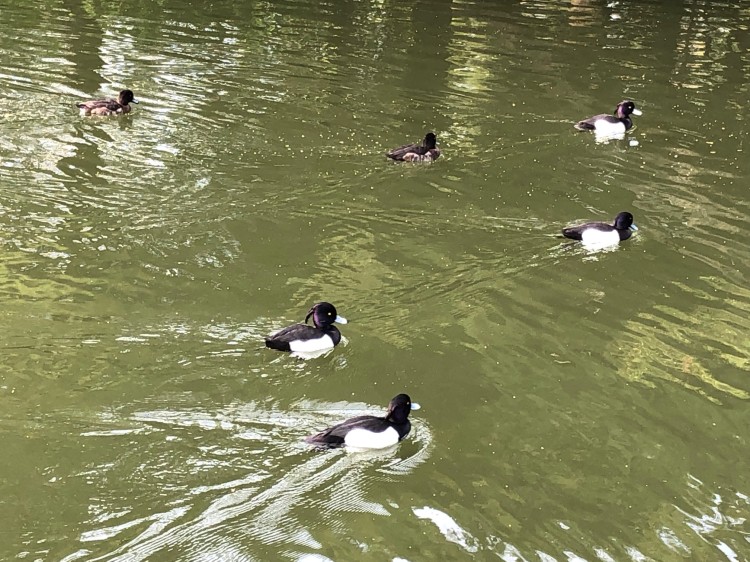 池ではさまざまな水鳥が悠々と泳いでいます
