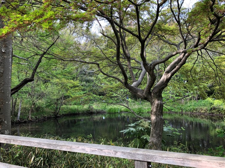 池の上で四方に枝を伸ばす木々の姿は、なんとなく人間的な雰囲気さえ感じられます