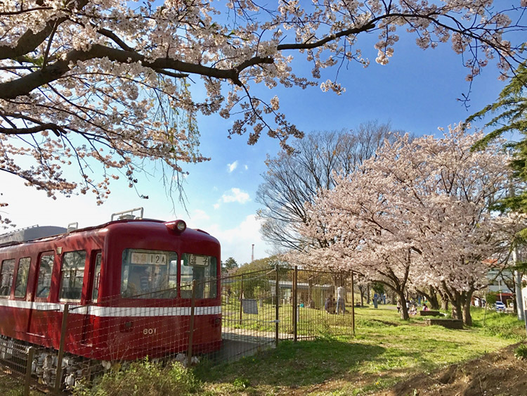 ▲春は桜がきれいな第一運動公園（提供：逗子市）