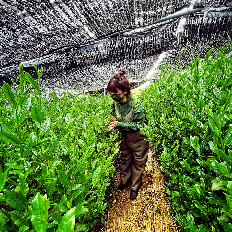 茶畑やお茶農家を訪ねて、実際に触れたり、香りを楽しむことも