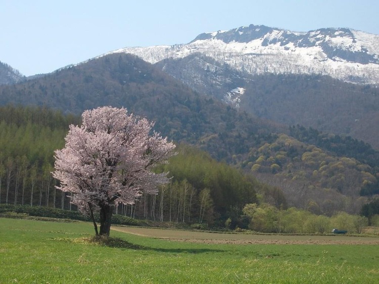 牧草地にポツンと咲く桜「上御料（かみごりょう）の一本桜」へは、ぜひ車で