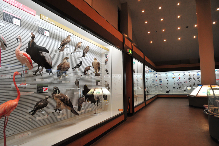 我孫子市 鳥の博物館
©（公社）千葉県観光物産協会
