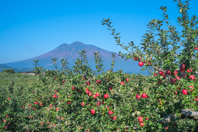 秋晴れの岩木山と真っ赤に実った林檎の果実