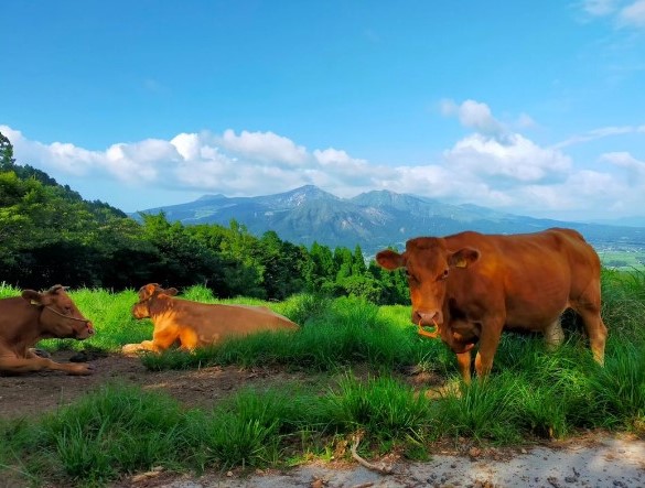 阿蘇五岳をのぞむ赤牛たち。のんびりした様子が伝わってくる