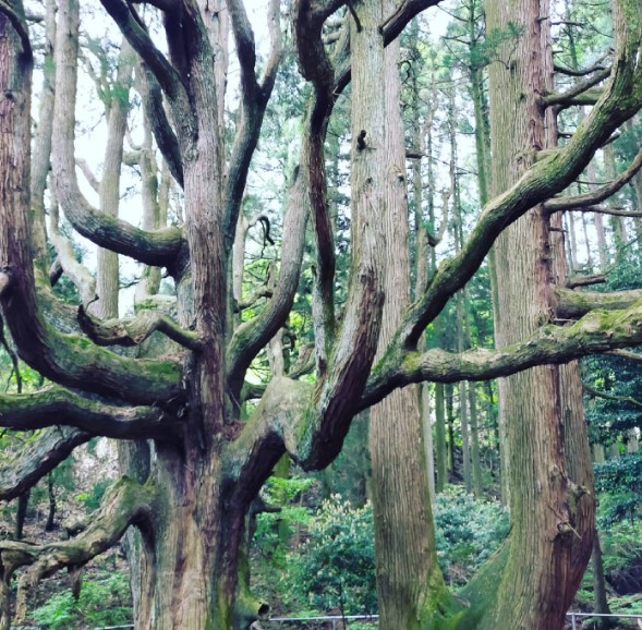 樹齢400年を超すという「高森殿（たかもりどん）の杉」。縁結びのパワースポットとしても有名なところ