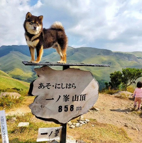 家族で雄大な阿蘇山の絶景を楽しみに外出することも。知り合いから預かっている看板犬マメも一緒に