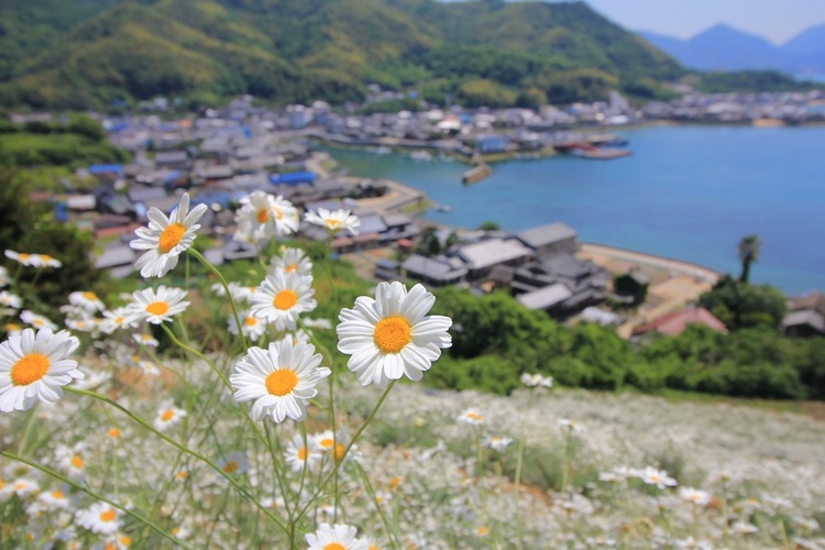 しまなみ海道の島の一つ因島。島の花「除虫菊」があちこちで咲き誇る