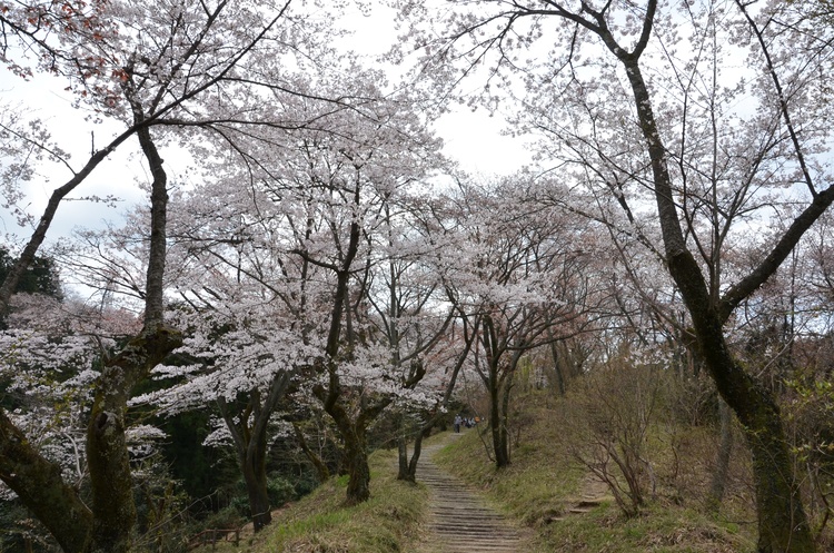 都立小峰公園桜尾根
写真提供：あきる野市