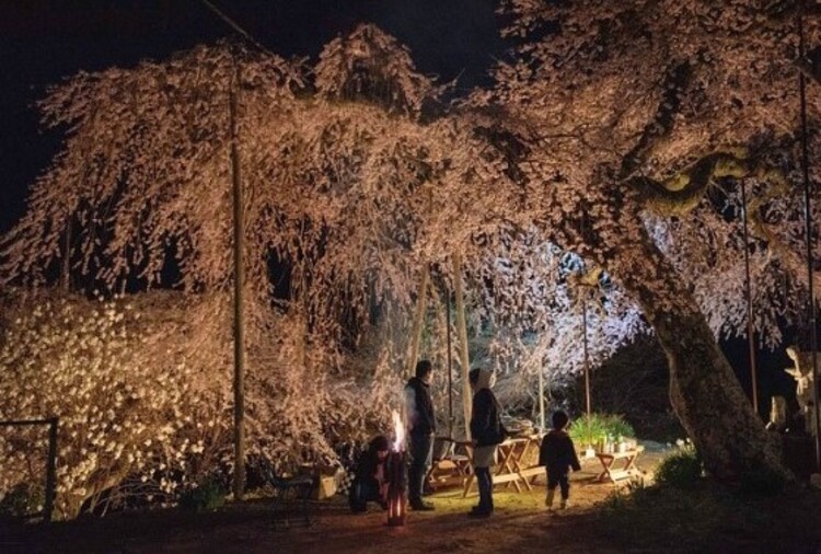 東栄町のお花見の様子。地域で見守っている大切な桜なのだそう
画像提供：＠textilestudiosora_marukai