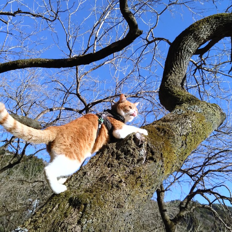 木登りも大の得意。人も動物も暮らしやすいのがこの町の魅力